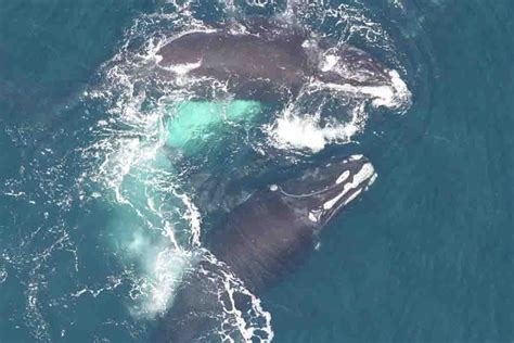 noaa north atlantic right whale